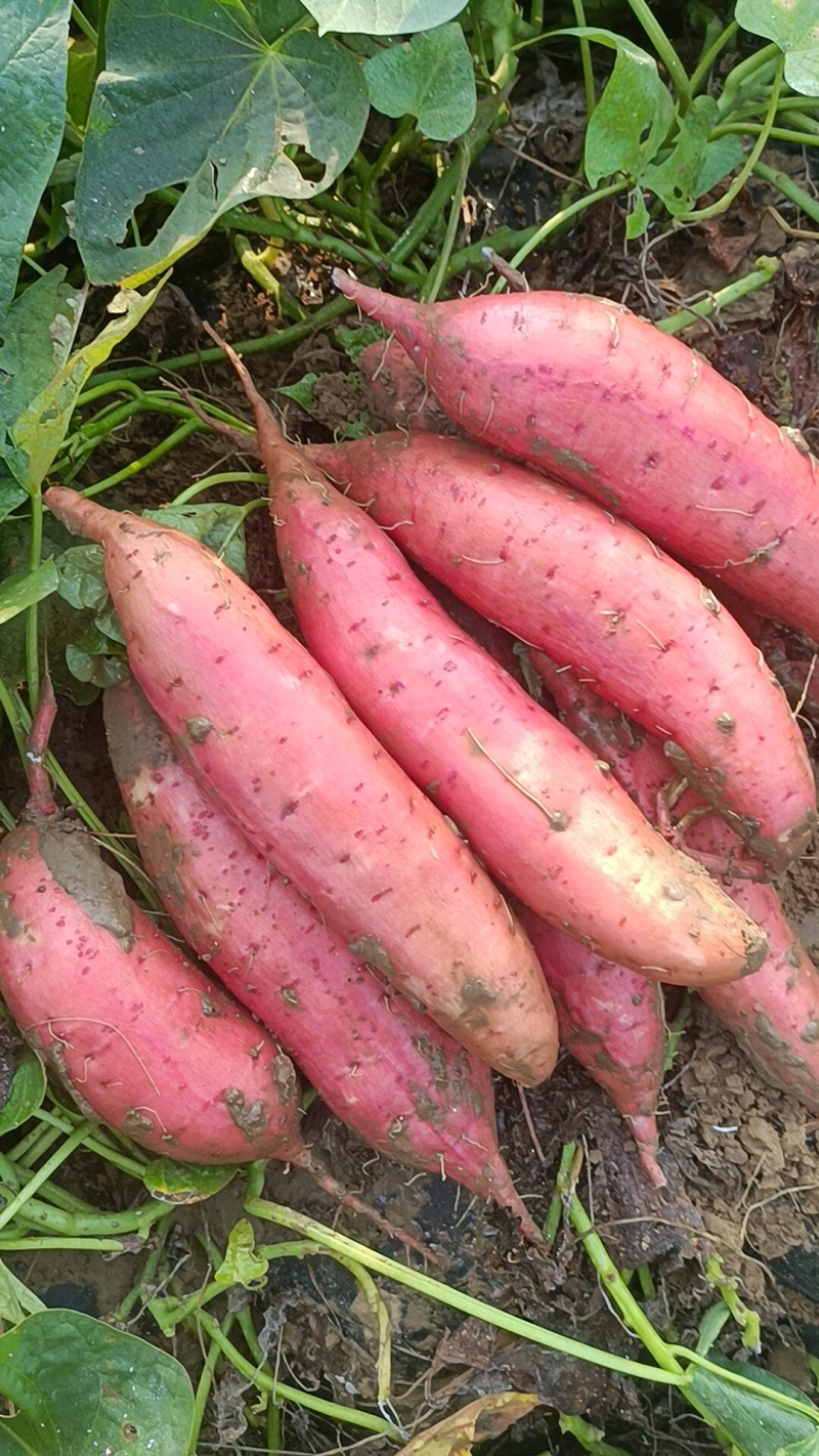 西瓜红有各种品种大量有货，原产地产地直销
