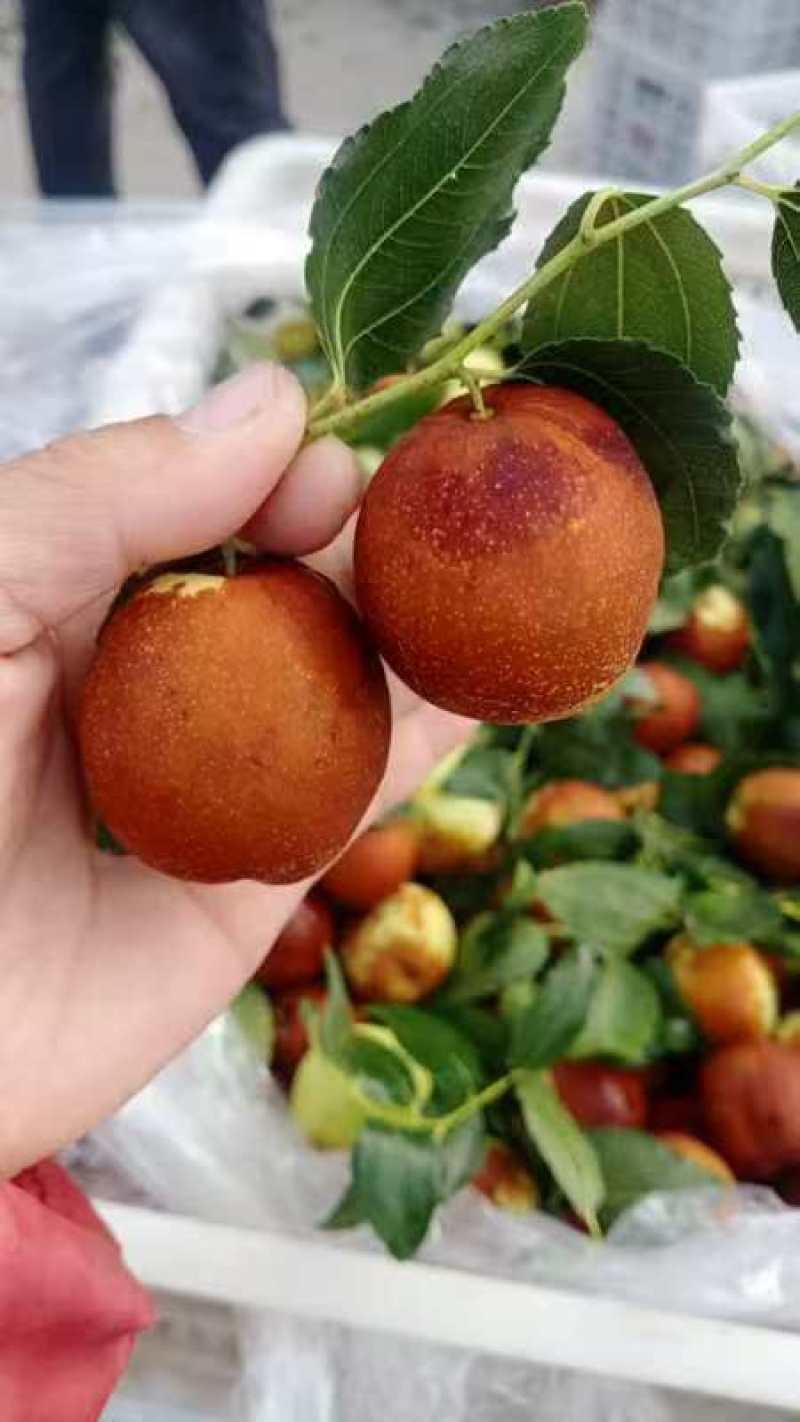 山东富硒大梨枣，种植基地，产地直供，货源充足，品质保证