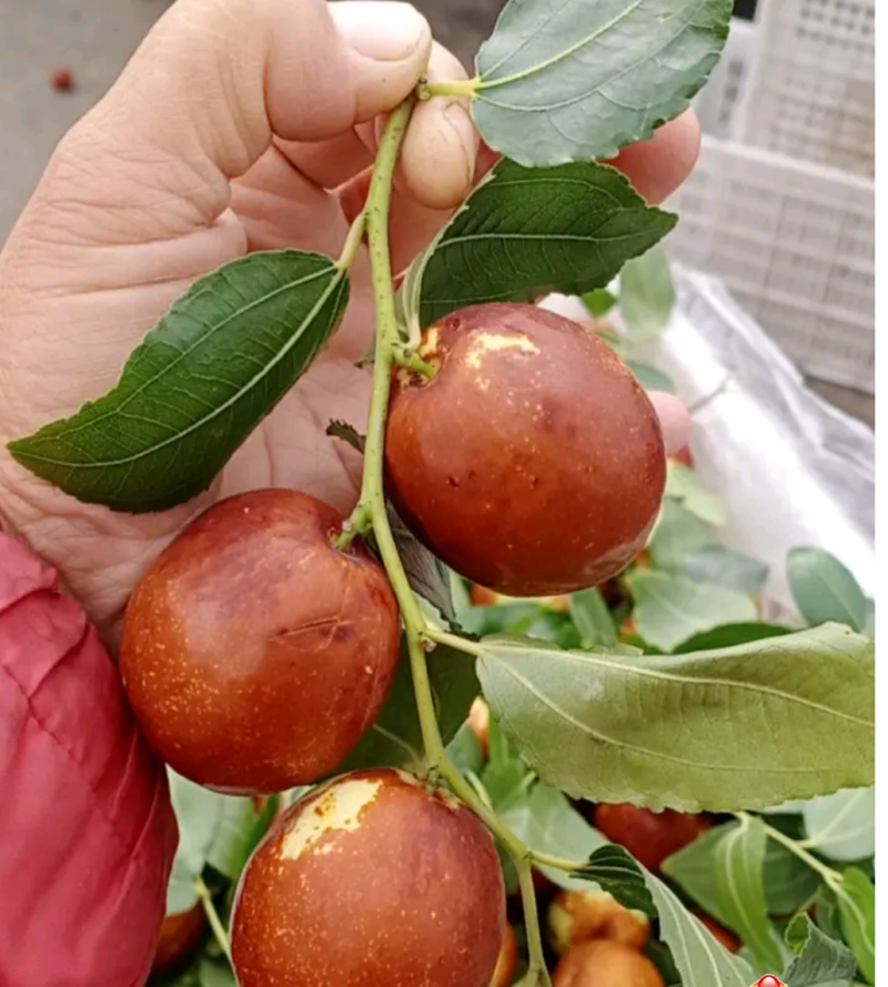 山东富硒大梨枣，种植基地，产地直供，货源充足，品质保证