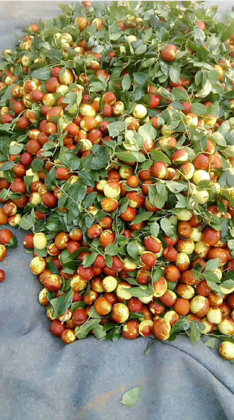 山东富硒大梨枣，种植基地，产地直供，货源充足，品质保证