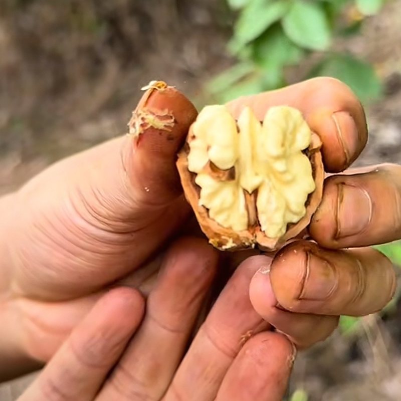 云南薄皮核桃