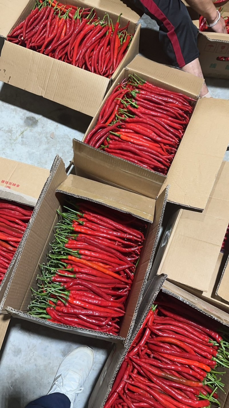 精品新苗红线椒大量上市