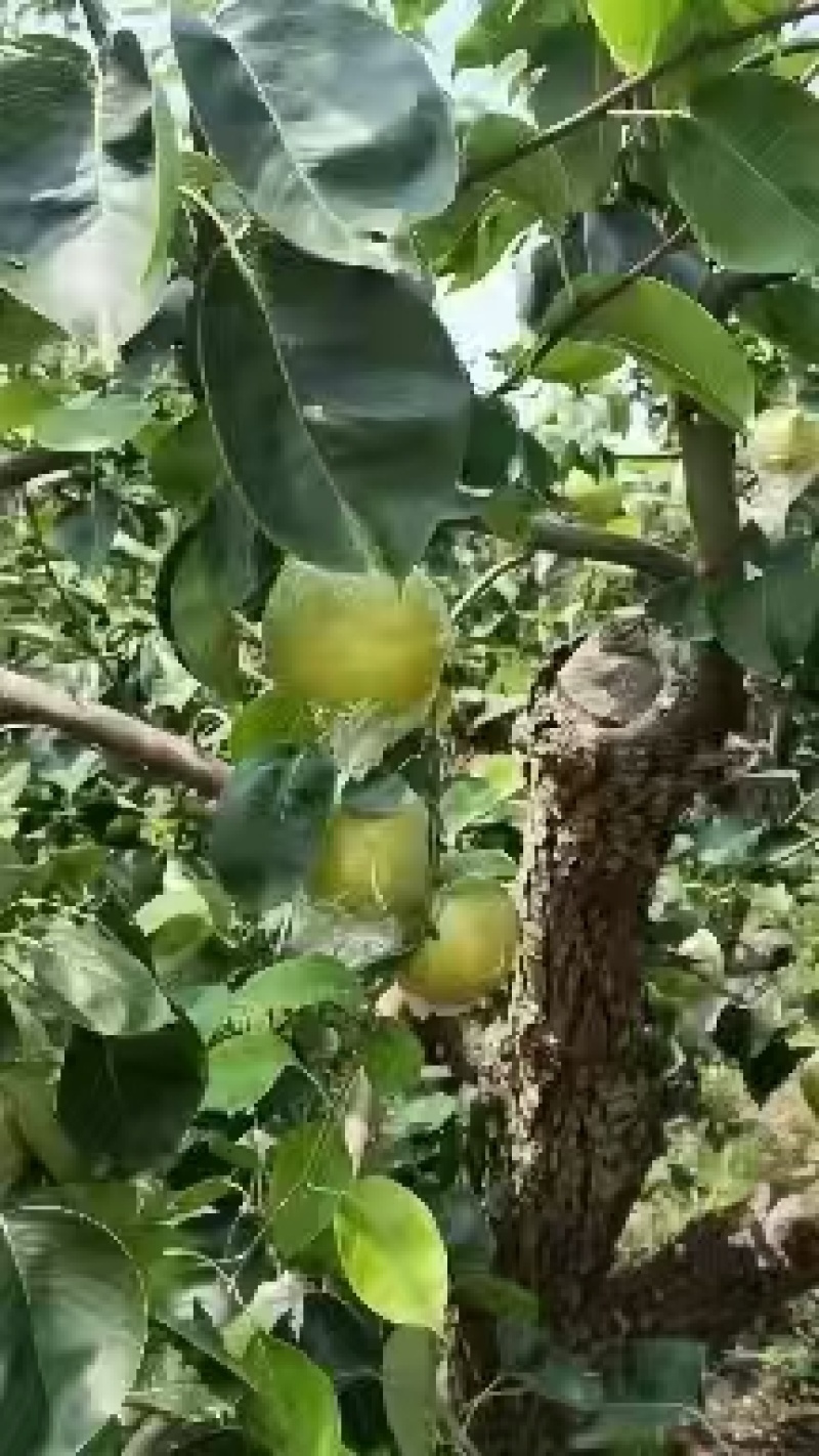 精品皇冠梨
