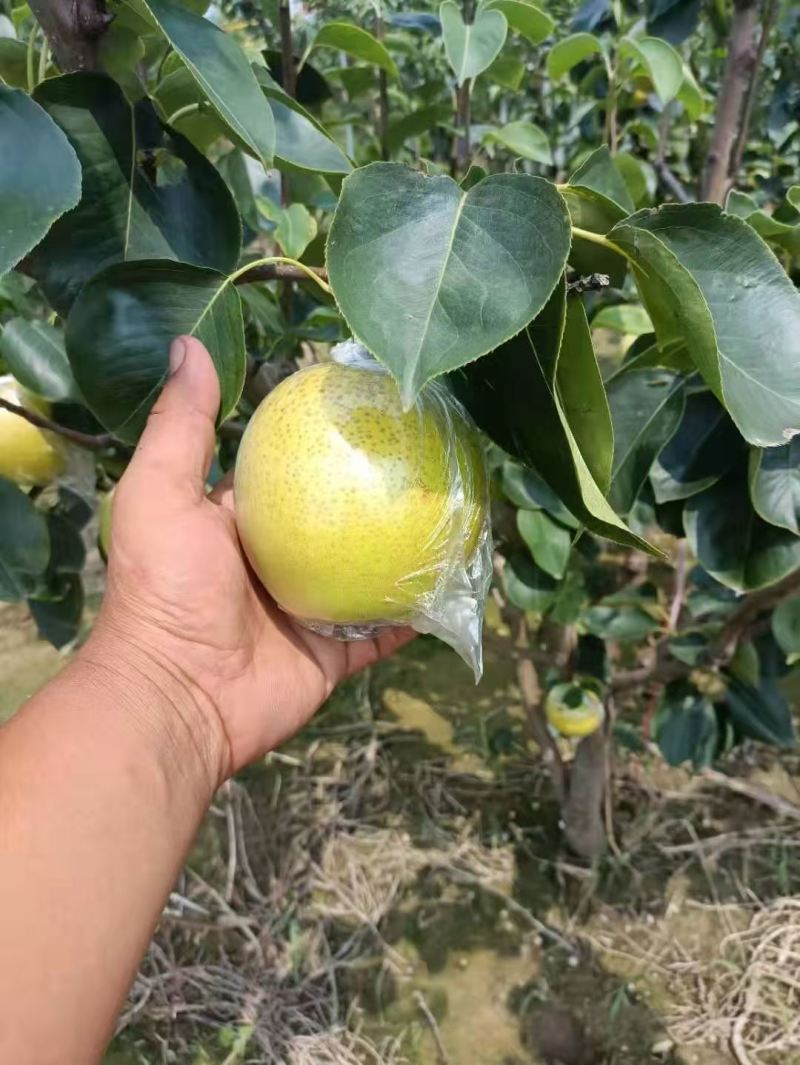 精品皇冠梨