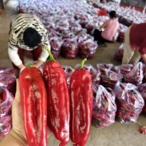 精品红椒，大量上市供应，对接全国电商，超市，酒店