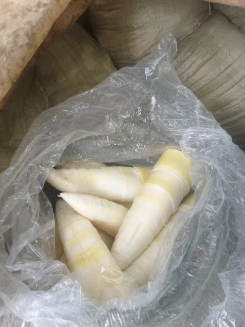 麻竹笋自家一手笋，在广东接近广西有一百多亩，今年笋保新鲜