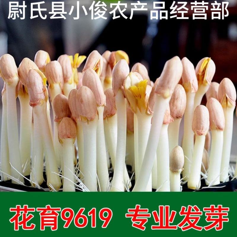 河南开封花生米种花育9616专用25发芽精品手剥米花生芽