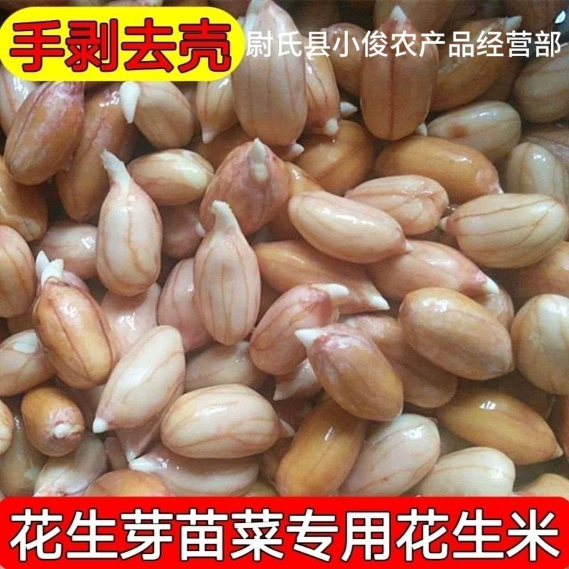河南开封花生米种花育9616专用25发芽精品手剥米花生芽