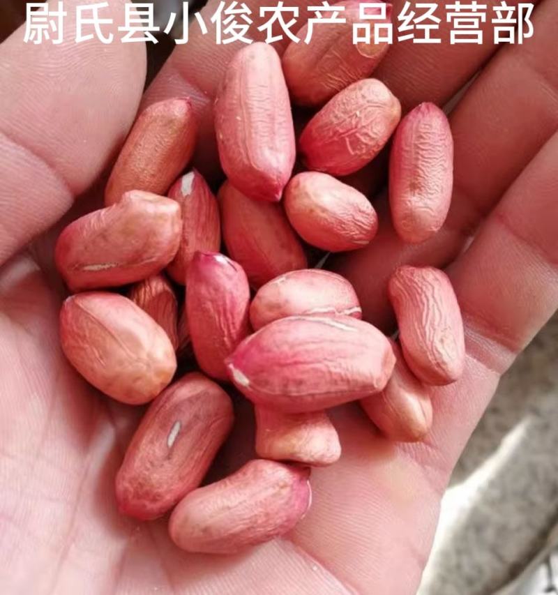 河南开封花生米种花育9616专用25发芽精品手剥米花生芽