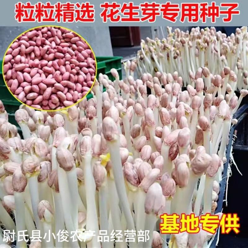 河南开封花生米种花育9616专用25发芽精品手剥米花生芽