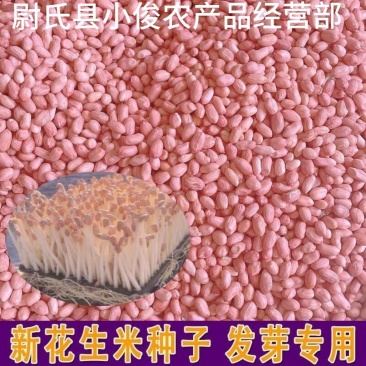 河南开封花生米种花育9616专用25发芽精品手剥米花生芽