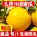 正宗甘肃民勤蜜瓜沙漠黄皮大甜瓜脆大瓜新鲜应季水果整箱特价代发