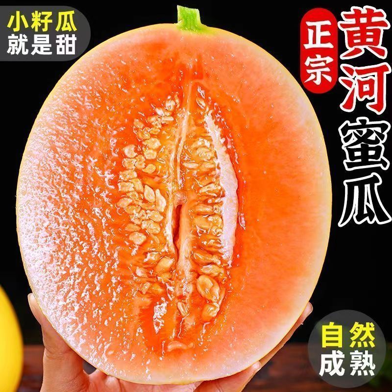 正宗甘肃民勤蜜瓜沙漠黄皮大甜瓜脆大瓜新鲜应季水果整箱特价代发
