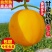 正宗甘肃民勤蜜瓜沙漠黄皮大甜瓜脆大瓜新鲜应季水果整箱特价代发