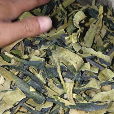 冬瓜皮