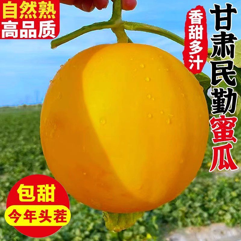 正宗甘肃民勤蜜瓜沙漠黄皮大甜瓜脆大瓜新鲜应季水果整箱特价批发