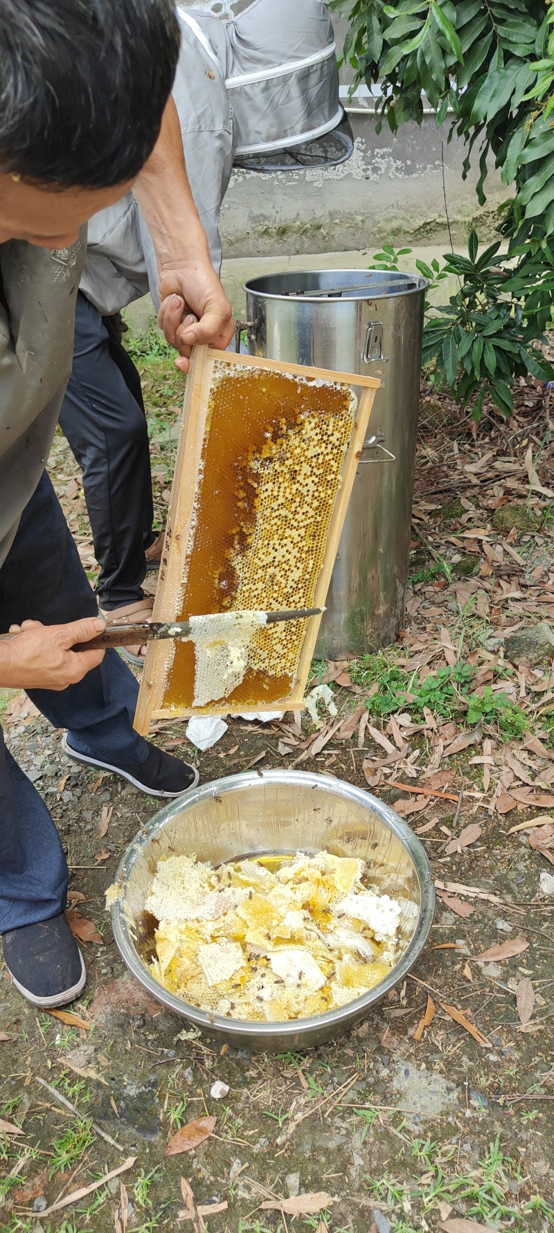 蜂蜜桂圆蜜50斤起批，欢迎各位下单，来电咨询