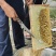 蜂蜜桂圆蜜50斤起批，欢迎各位下单，来电咨询