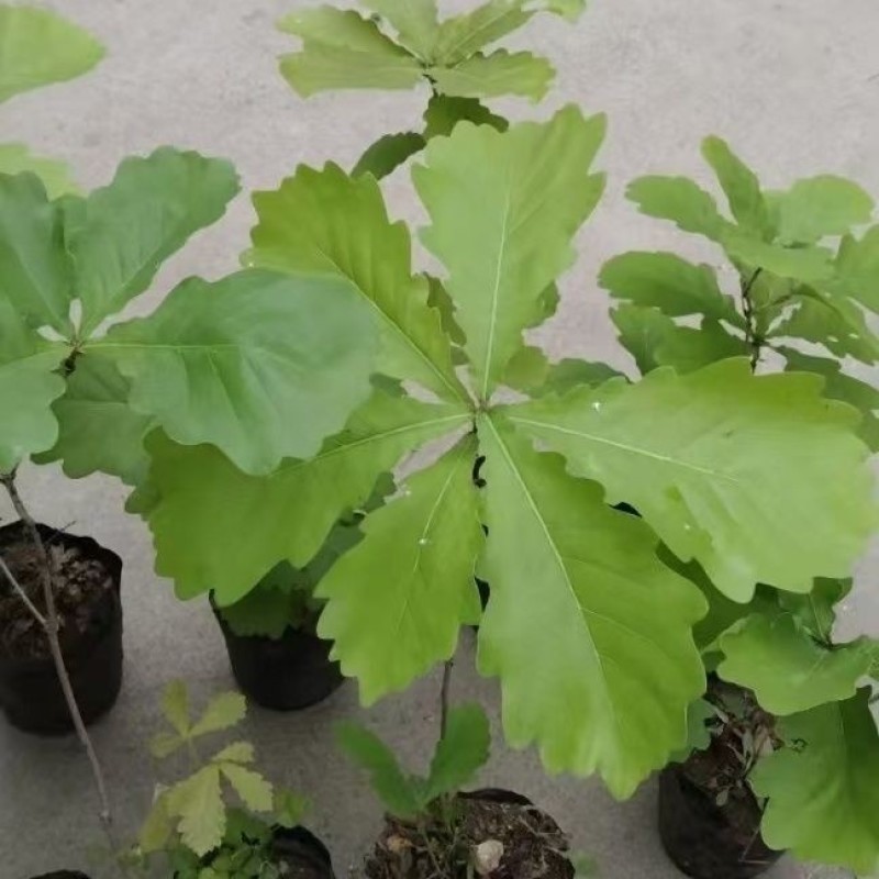精选槲树苗野生柞树槲栎头苗原生态粽叶专用槲树苗（人工培育