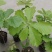精选槲树苗野生柞树槲栎头苗原生态粽叶专用槲树苗（人工培育
