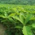 精选槲树苗野生柞树槲栎头苗原生态粽叶专用槲树苗（人工培育