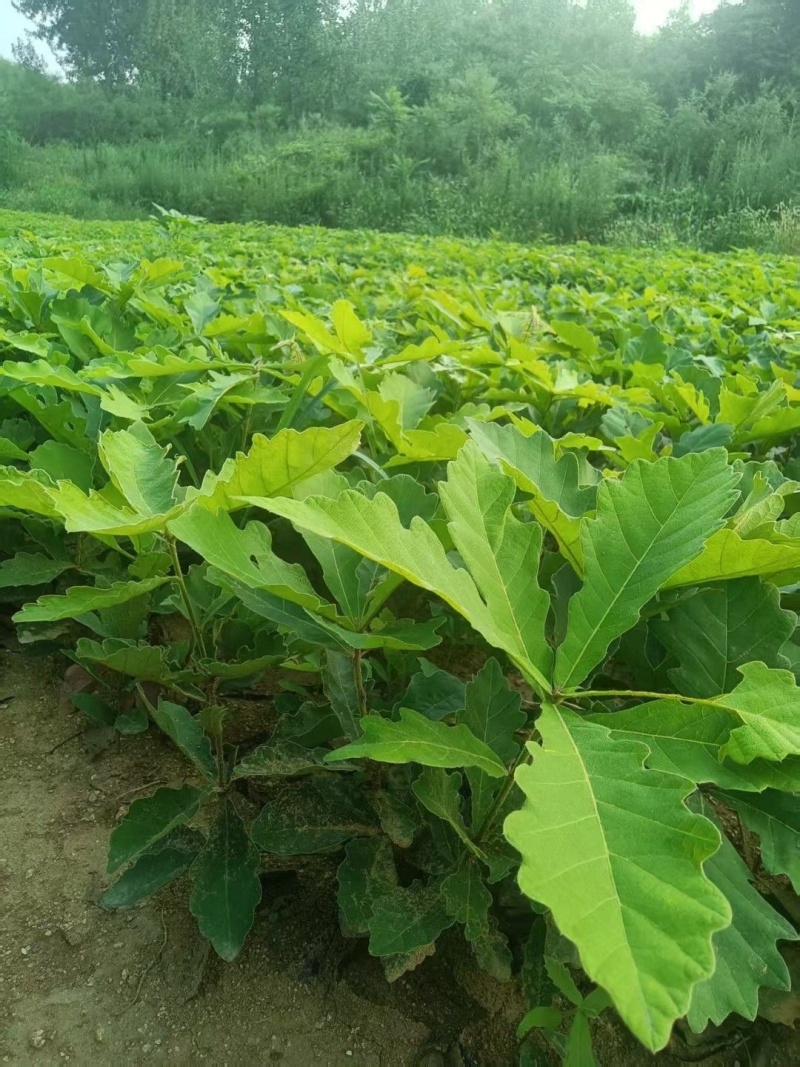 精选槲树苗野生柞树槲栎头苗原生态粽叶专用槲树苗（人工培育