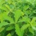 精选槲树苗野生柞树槲栎头苗原生态粽叶专用槲树苗（人工培育
