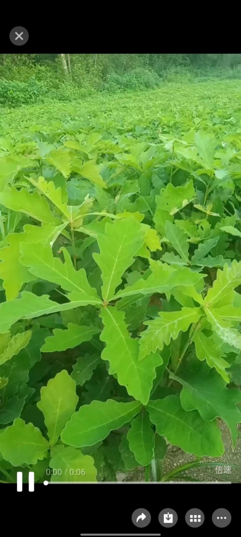 精选槲树苗野生柞树槲栎头苗原生态粽叶专用槲树苗（人工培育