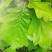精选槲树苗野生柞树槲栎头苗原生态粽叶专用槲树苗（人工培育