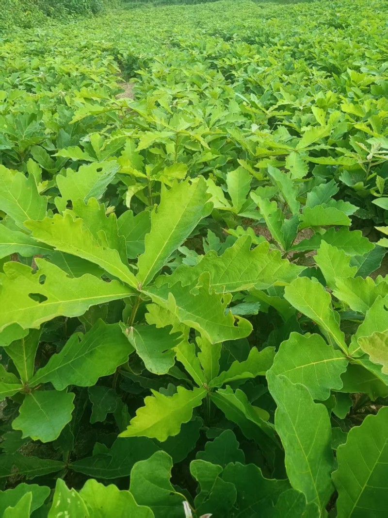 精选槲树苗野生柞树槲栎头苗原生态粽叶专用槲树苗（人工培育