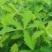 精选槲树苗野生柞树槲栎头苗原生态粽叶专用槲树苗（人工培育