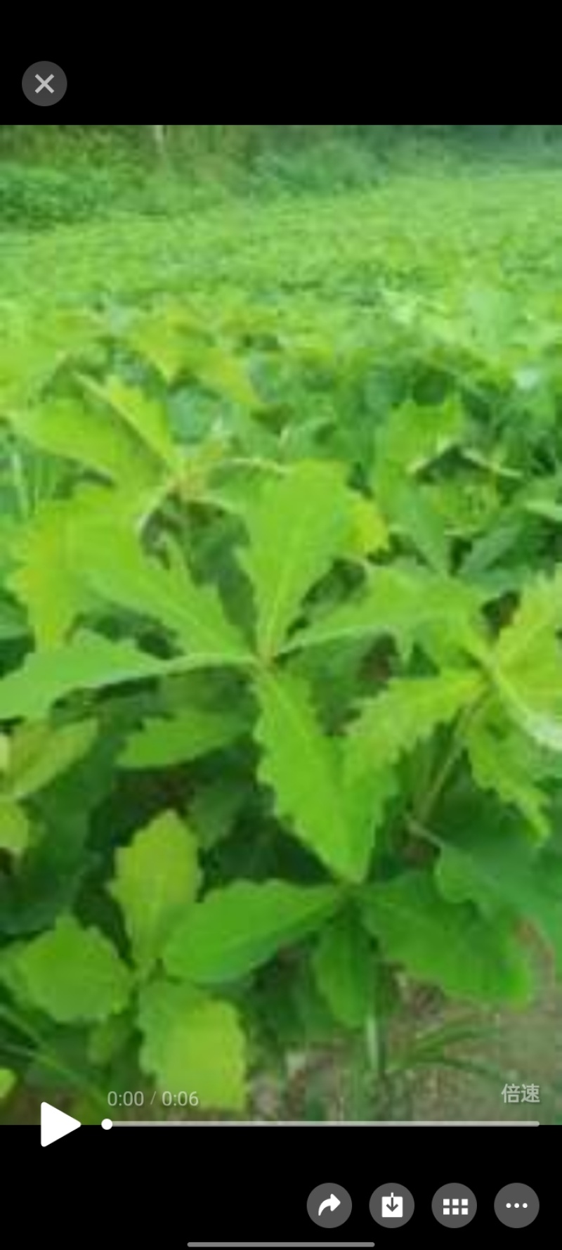 精选槲树苗野生柞树槲栎头苗原生态粽叶专用槲树苗（人工培育
