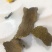 棉籽饼薄饼大量有货