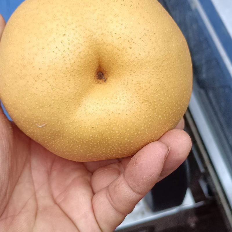 丰水梨大量上市每天十万斤