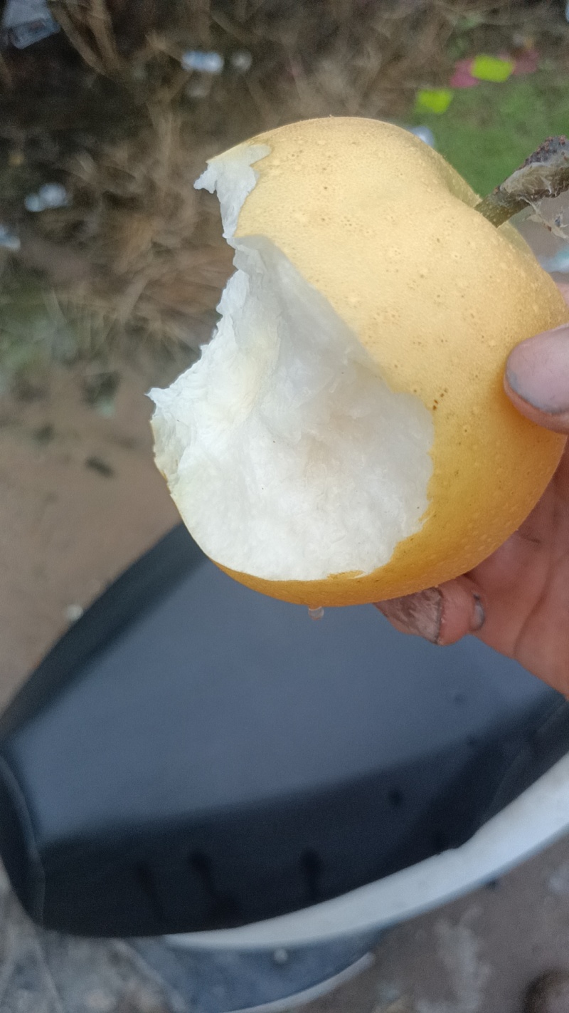 丰水梨大量上市每天十万斤