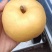 丰水梨大量上市每天十万斤