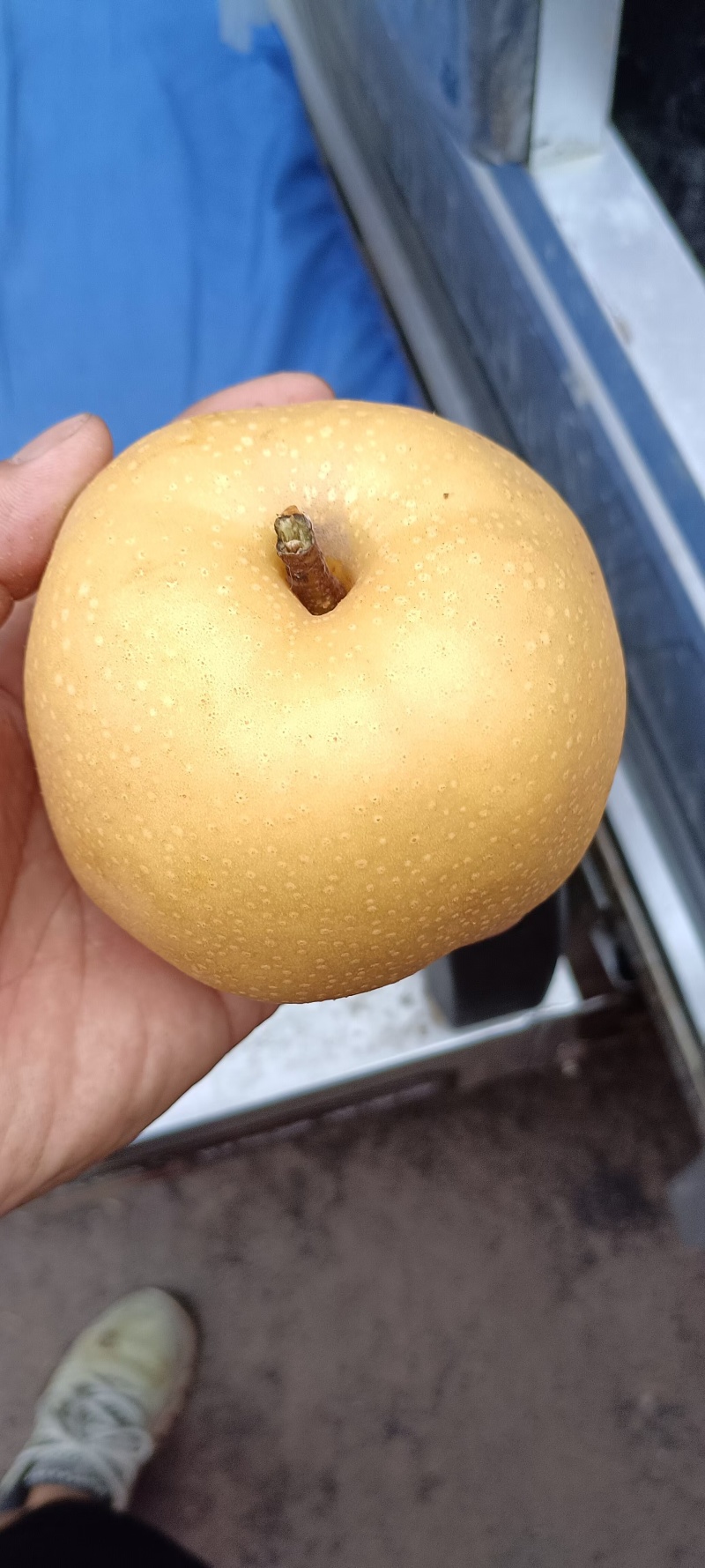 丰水梨大量上市每天十万斤