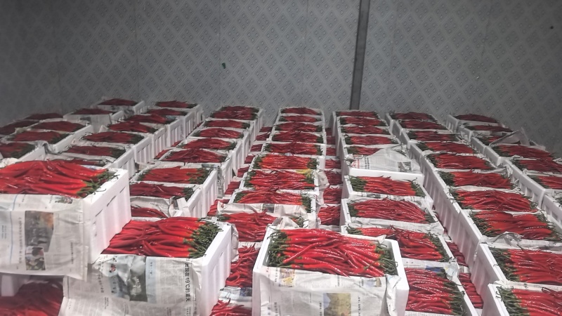 红辣椒大量上市