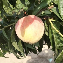 永连蜜桃，秋彤离核，千亩桃桃基地，，秋彤大量上市中