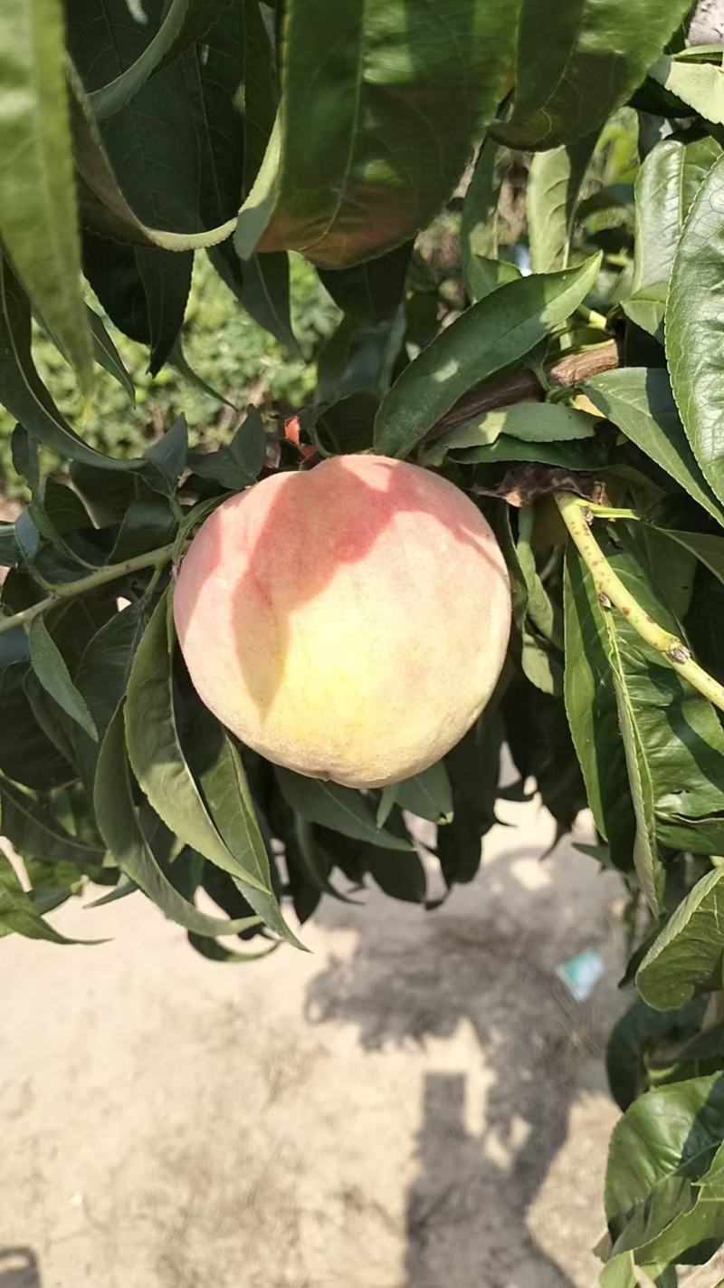 永连蜜桃，秋彤离核，千亩桃桃基地，，秋彤大量上市中