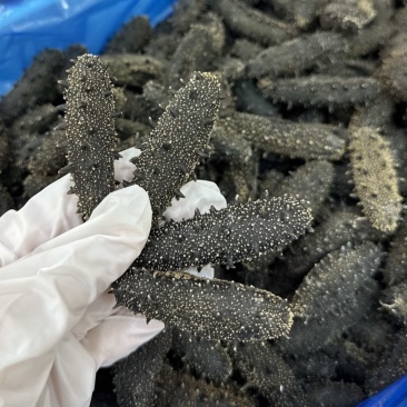 满天星密刺款淡干海参