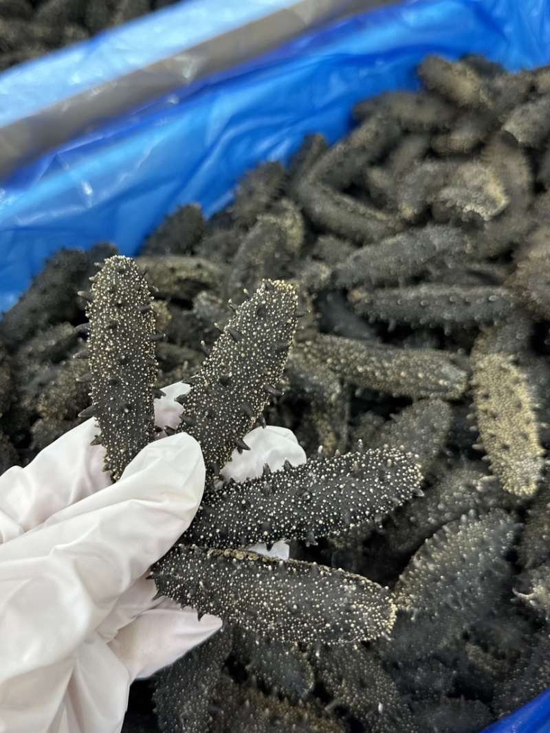 满天星密刺款淡干海参