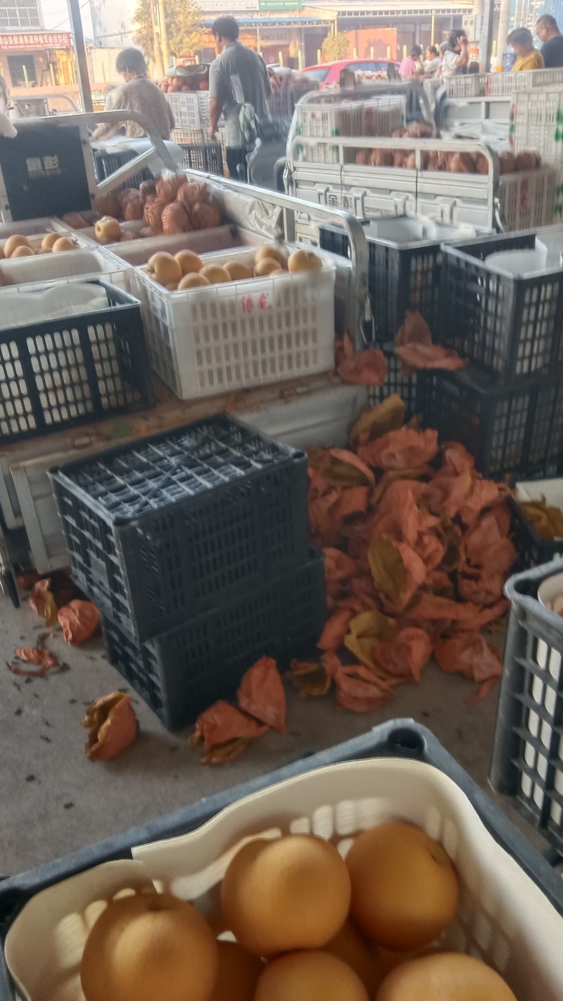 ，秋月梨**大量供应中，糖度高质量好，产地销。