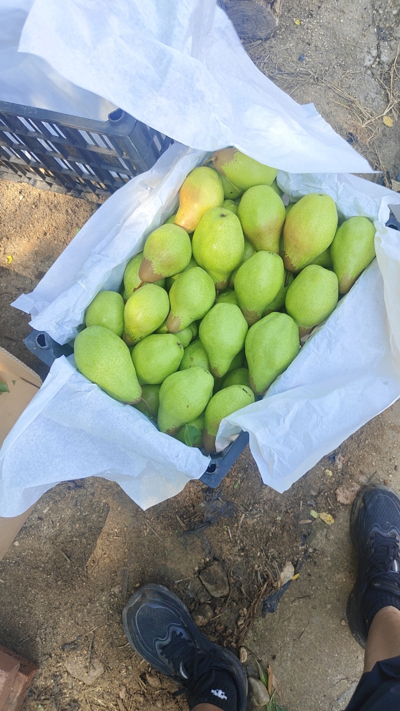 北镇特产大茄梨口感好