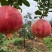 会理突尼斯软籽石榴，大量上市，一手货源产地直发