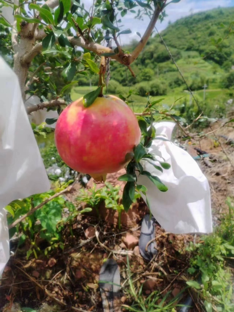 会理突尼斯软籽石榴，大量上市，一手货源产地直发