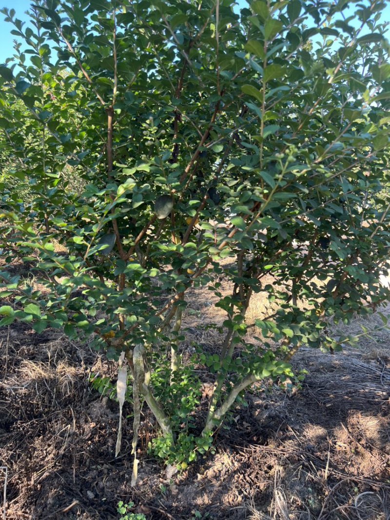 丛生紫薇奉新县邹家苗圃大量供应紫薇，欢迎老板光临洽谈