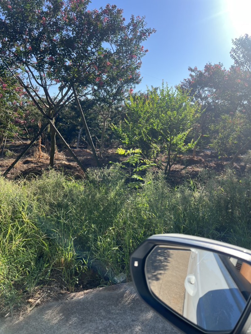 丛生紫薇奉新县邹家苗圃大量供应紫薇，欢迎老板光临洽谈