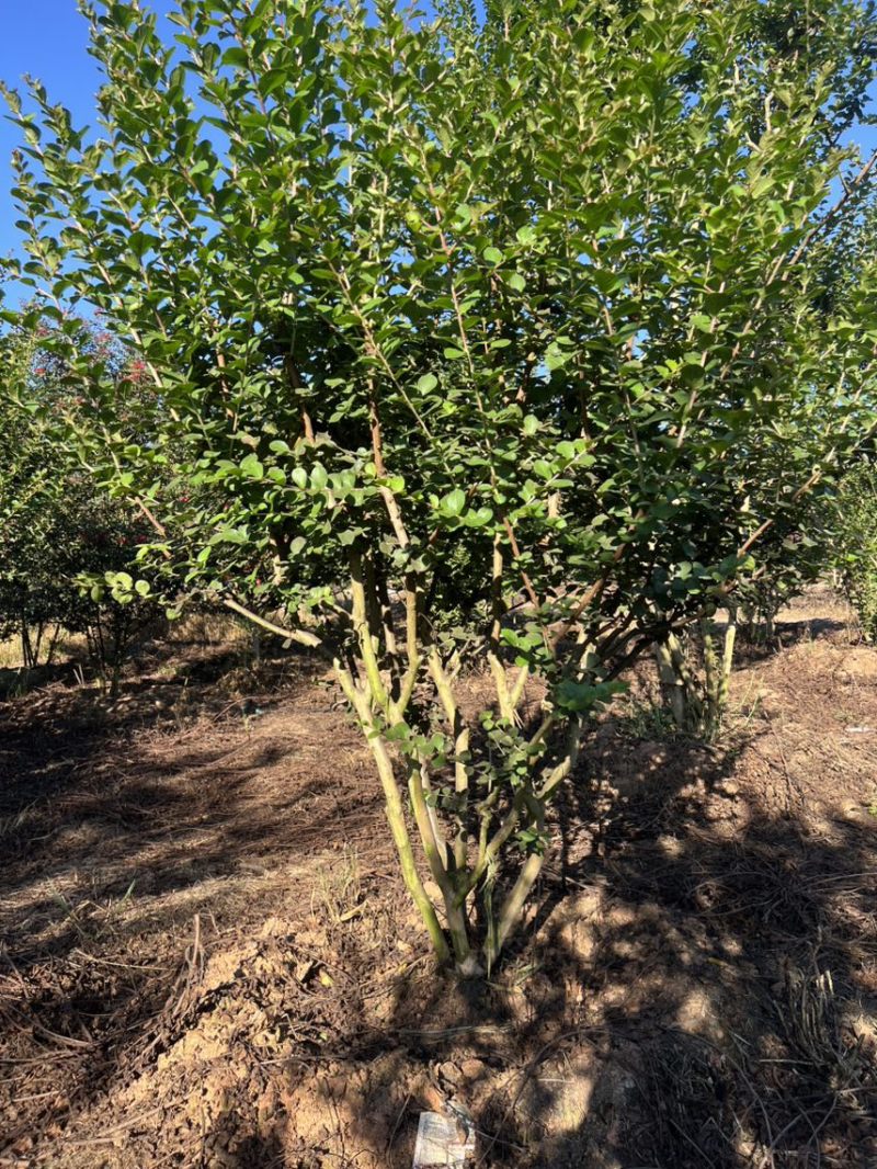 丛生紫薇奉新县邹家苗圃大量供应紫薇，欢迎老板光临洽谈