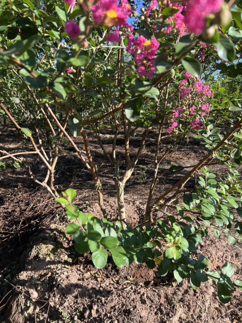 丛生紫薇奉新县邹家苗圃大量供应紫薇，欢迎老板光临洽谈